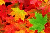 autumn-leaves-10 autumn-leaves-10