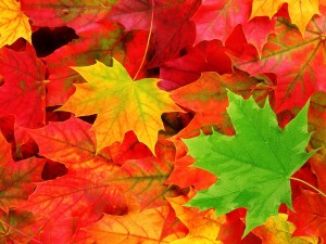 autumn-leaves-10 autumn-leaves-10